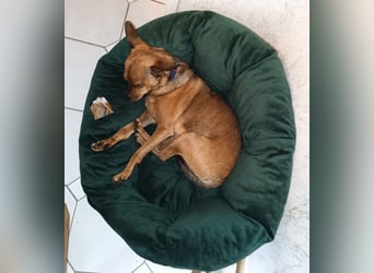 Zwergpinscher Rüde, freundlich, gut sozialisiert, gehorsam, stubenrein sucht ruhiges Heim