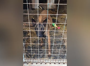 Leon: Malinois-Fans aufgepasst!