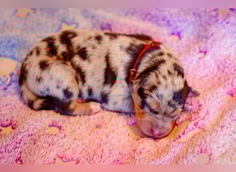 Blue merle rüde aussi border