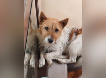 Blinki, sehr lieber und neugieriger Jack Russell-Mix, geb. 01/2023