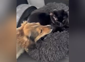 Pepita - schüchterne, liebe und katzenverträgliche Hündin / Pflegestelle in Plettenberg
