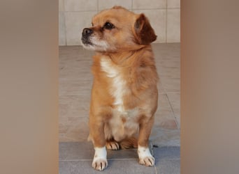 Reserviert! Pavarotti der Herzenbrecher!