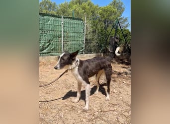 BIMBA-zartes Wesen mit dem besondern Funkeln in den Augen, liebenswürdig, freundlich sozial