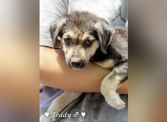 Teddy und seine Geschwister suchen ab September ein Zuhause