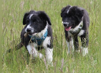 Australian Shepherd Welpe (reinrassig)