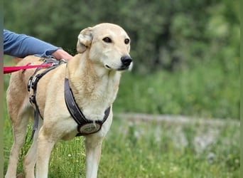 Chara: wundervoll sanfte Pfoten