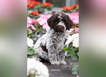 Lagotto Romagnolo Welpen, 6 Welpen suchen ein Zuhause
