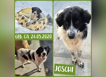 Joschi, Rüde, *ca.24.05.2020, ca. mittelgroß, vertraut nur schwer, schüchtern, freundlich, neugieri