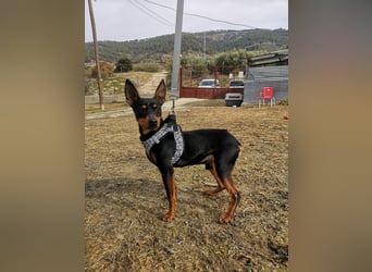 Murphy, möchte endlich ein Zuhause
