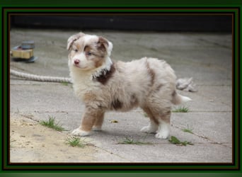Australian Shepherd - Traumwelpen -KEINE Arbeitslinie-aus langjähriger Familienaufzucht.
