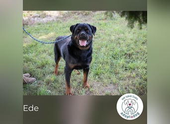 Ede: Ein Freund für alle Fälle