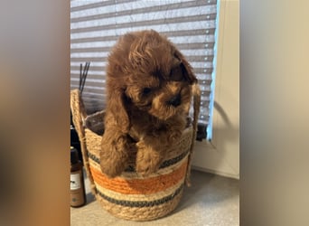 Cockapoo. F1 American Wurfankündigung Mai 2025
