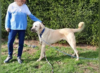 riesen Kangal Teddy (Tierschutz) wünscht sich ein Zuhause