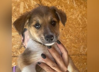 Zuckersüße Minka - Pflegestelle oder Zuhause gesucht zum 6.9.2025!