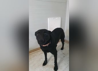 Kozmo-DG, sucht Pfötchenhalter!