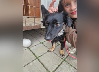 JACK - der neugierige kleine Dackelmix-Mann liebt Kinder und Artgenossen +  sucht ein liebes Zuhause