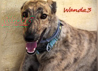 Wanda3 geb. 11/2023 (ESP) - menschenbezogene, hübsche Galga!