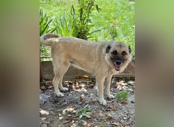 Jessica - ruhige, freundliche Kangal-Mix-Hündin / z.Zt. noch in Rumänien