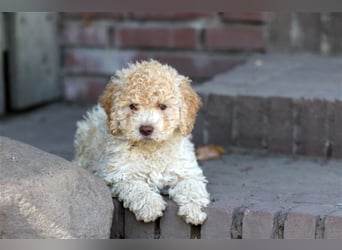 Lagotto Romagnolo