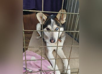 BODRO - der hübsche Huskymix sucht ein liebe- und verständnisvolles Zuhause