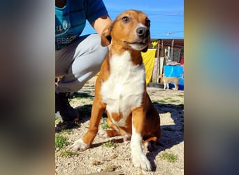Hundekind JAX sucht seine Herzensmenschen