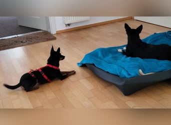 Coqueta, kleines Energiepaket