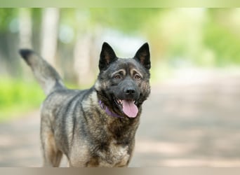 Aquila, der perfekte Hund mit besonderen Bedürfnissen sucht eine Familie