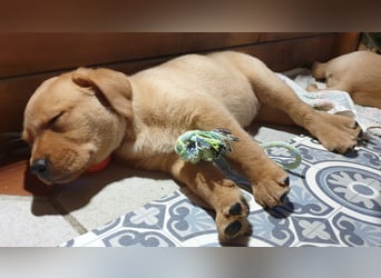 Labrador Welpen Hündinnen / Rüde in Fox- red - USA Line