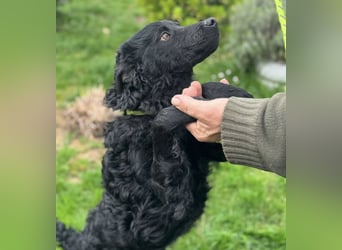 Mario eine Seele vom Hund