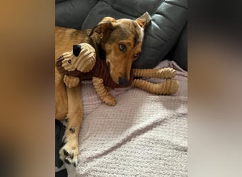 Gordon sucht neues Zuhause