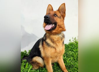 Tia ❤️ verschmuste, treue Schäferhündin