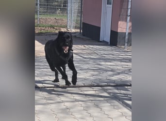 Tommy sucht das Abenteuer