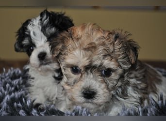 Wunderschöne Yorkipoo Welpen in Sonderlackierung