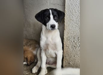 Zola, geb. ca. 01/2025, lebt in GRIECHENLAND, im städt. Tierheim Serres