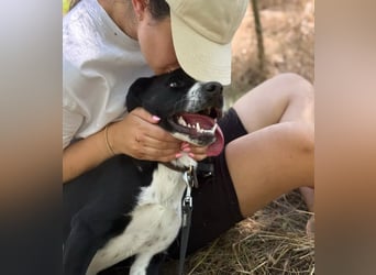BALU - Fröhlicher Junghund sucht aktive Familie!