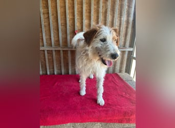 Fredi, Foxterrier-Mix, Rüde, geb. am 01.01.2024, 42 cm
