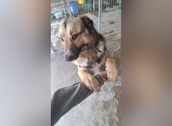 Schäferhund-Mix Loki - Rohdiamant sucht Zuhause