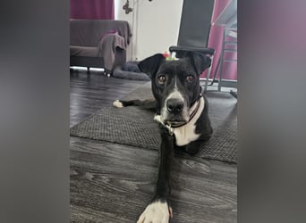 BLANCA ❤️ Sonnenschein Familienhündin, Pflegefamilie Köln