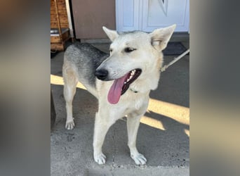 Vera ❤️ menschenbezogene Husky-Dame