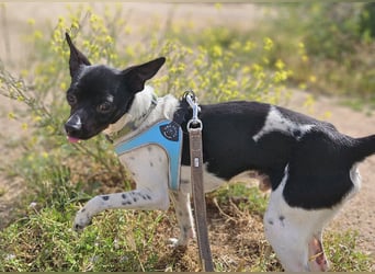 Floh: ich hüpfe in dein Herz