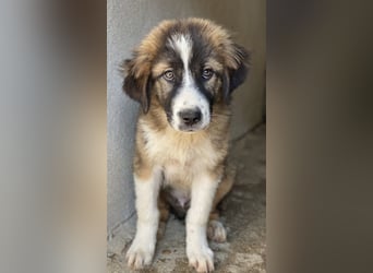 Kroos, geb. ca. 03/2024, lebt in GRIECHENLAND, im städt. Tierheim Serres