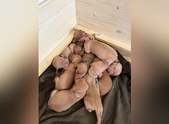 Liebevolle Magyar Vizsla Welpen ab Mitte Juni abzugeben