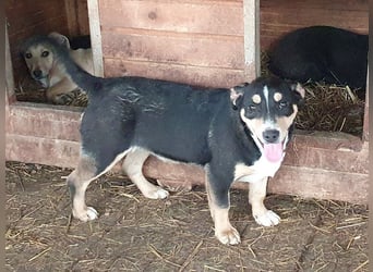 ♥COLLINO♥ zuckersüßer, lebhafter,charmanter Junior - ein echter Hingucker 36cm (noch etwas wachsend)