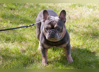 French Hugo - selbstbewusster Bulli - Tierhilfe Franken e.V.