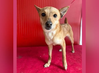 ❤️ zarte kleine SZANDY - 4 Jahre, 32cm/4,2kg - Zwergpinscher-Mix