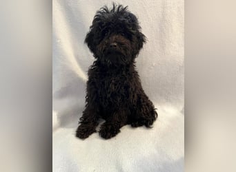 Wunderschöne Mini/Medium Goldendoodle Hündin in schwarz-braun zu verkaufen 6 Monate alt max.38cm
