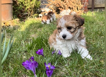 Hurra unserer Babys sind da! Havaneser Welpen suchen ein Zuhause