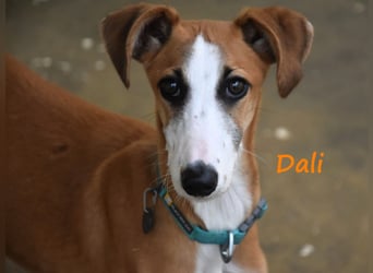Dali 07/2024 (in Deutschland) - bezaubernder junger Galgo!