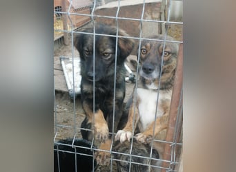 Jaski - katzenverträgliche Herzenshündin sucht ihr Für-Immer-Zuhause