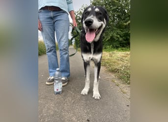 Raio sucht seinen Hof